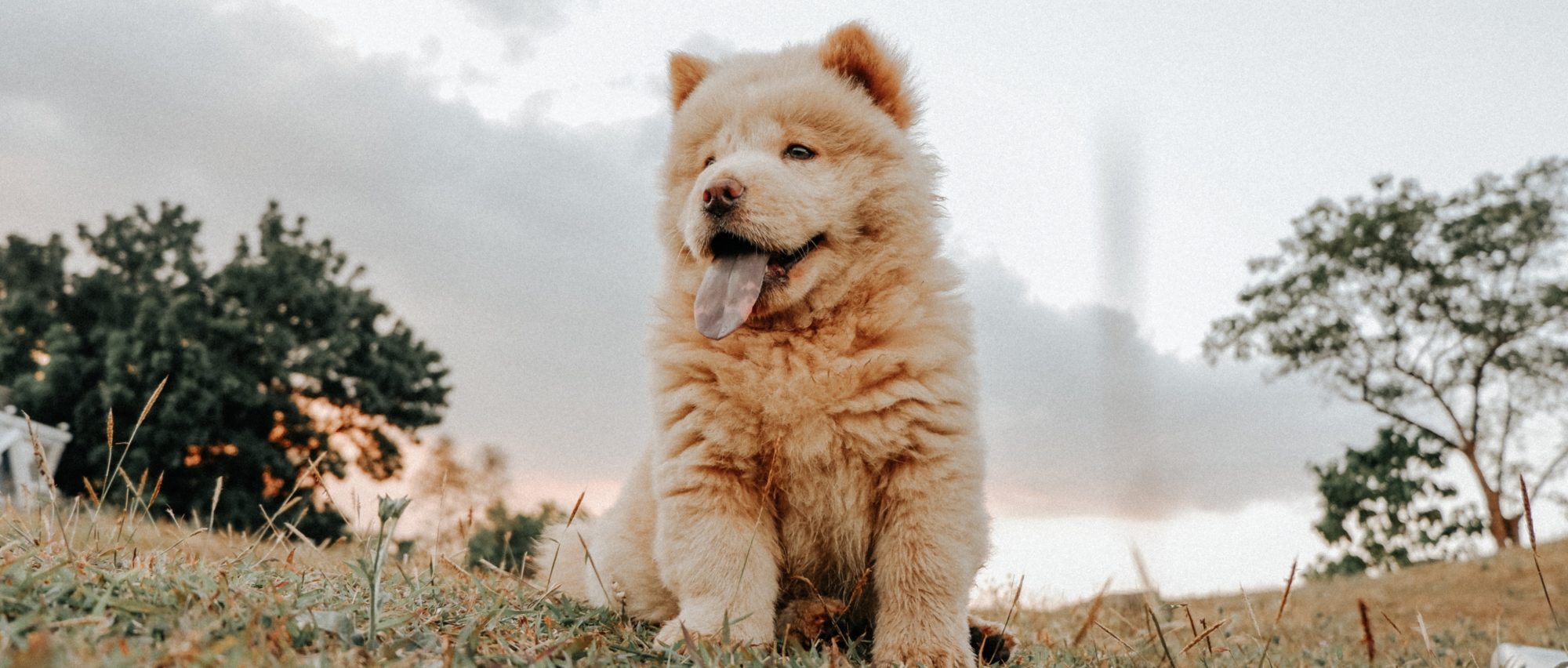 A chow puppy sits on a hill. Chows are one of the breeds that insurance companies may deny you insurance coverage for owning.